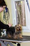 YORKSHIRE TERRIER - TOILETTAGE 045